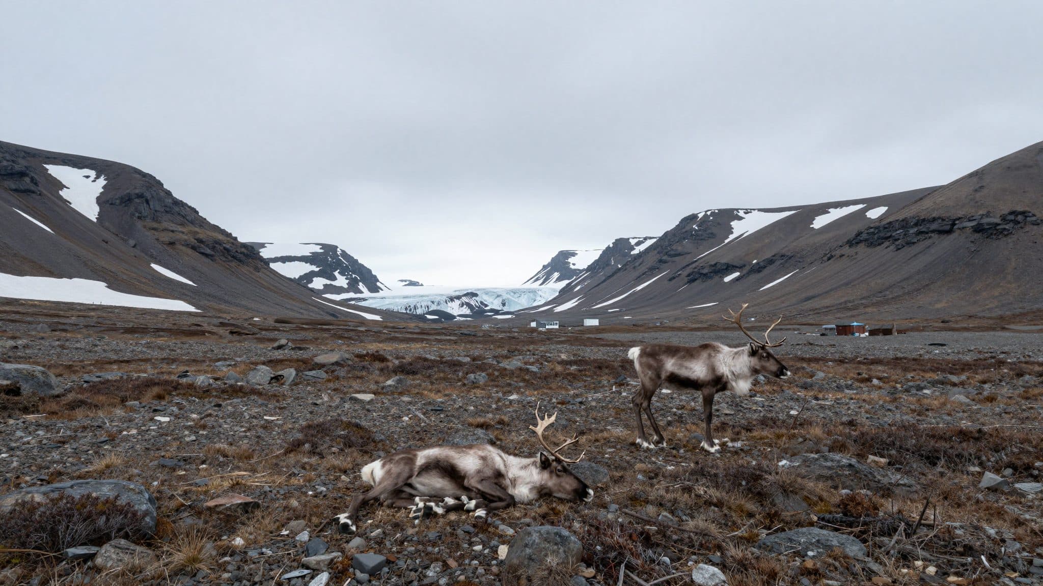 Misteriosa muerte de renos en Spitsbergen: el instituto de investigación noruego busca explicaciones