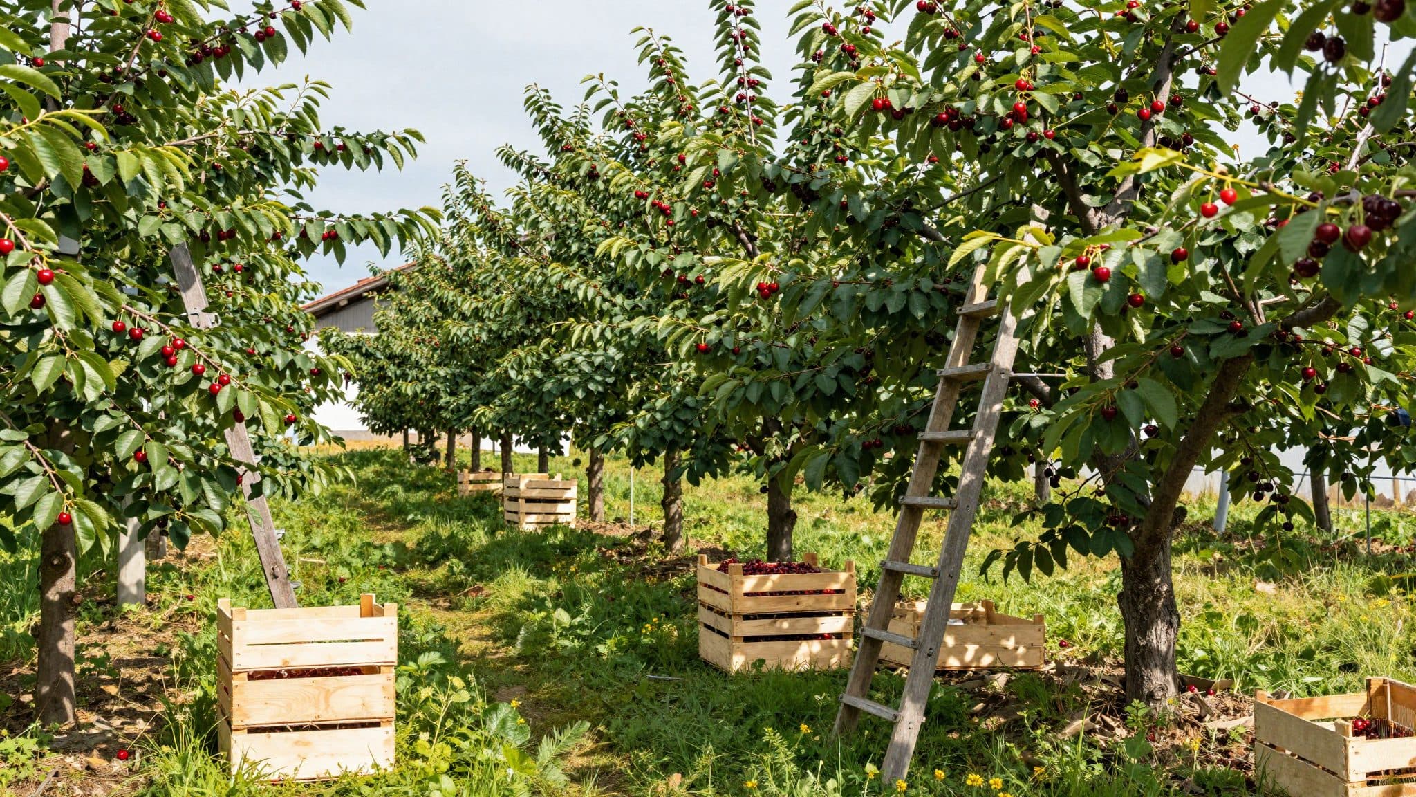 Estimación de cosecha: los fruticultores alemanes esperan una de las mejores cosechas de cereza en años