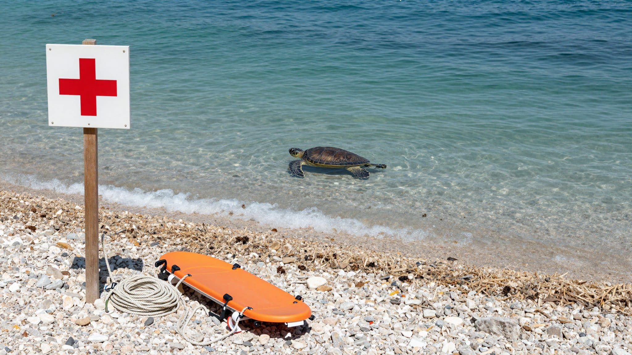 Una tortuga boba muerde a varios bañistas en Dalmacia, entre ellos un menor