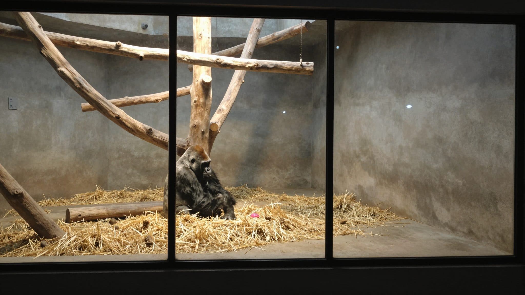 Un bebé gorila de cuatro días muere a manos de su propio padre en el Zoo de Basilea